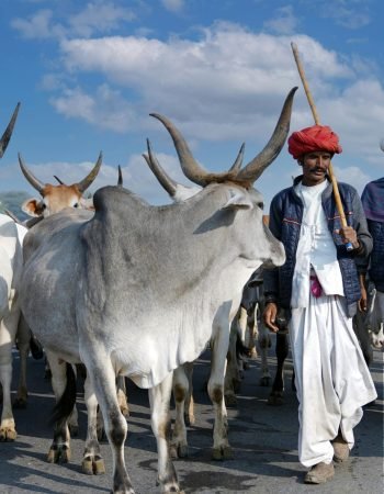 pexels-nishantaneja-6037196